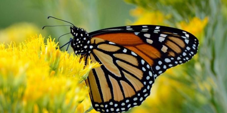 Vive la magia de la Mariposa Monarca en Michoacán