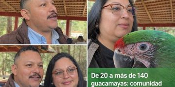 Guacamayas verdes resurgen en Michoacán: comunidad logra recuperar población en la Tierra Caliente